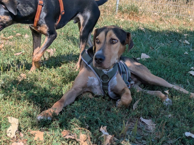 Super liebevoller, menschenbezogener und freundlicher Rüde BUDDY sucht eine Familie!