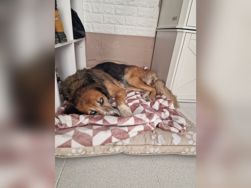 Die wunderhübsche Stella mit den blaunen Augen sucht eine Familie!