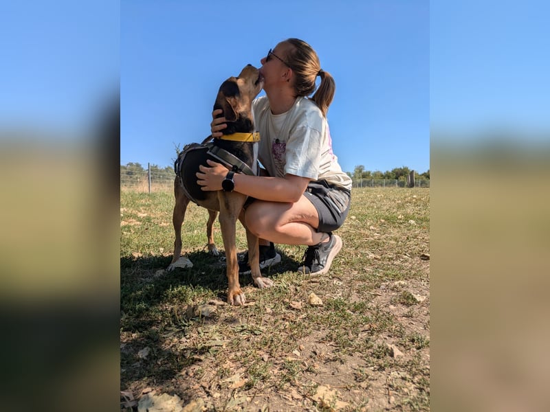 Super liebevoller, menschenbezogener und freundlicher Rüde BUDDY sucht eine Familie!