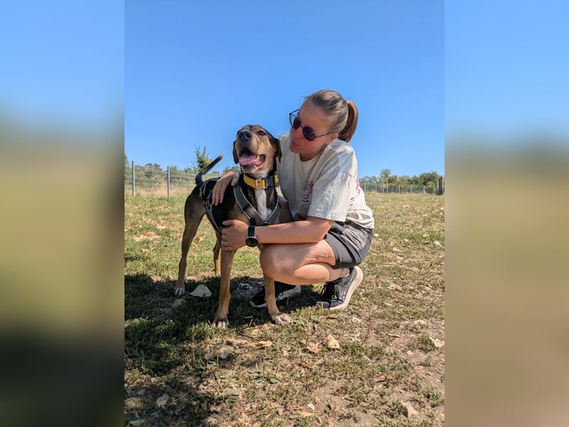 Super liebevoller, menschenbezogener und freundlicher Rüde BUDDY sucht eine Familie!