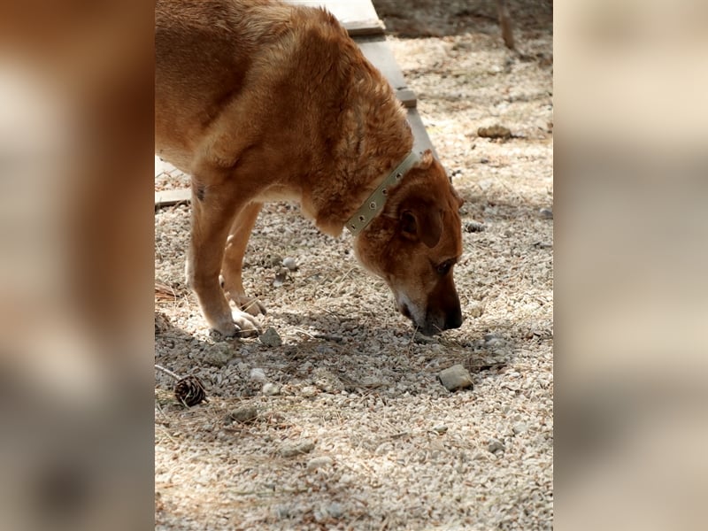 Sanfter und liebevoller Oldie FRANKY sucht ein Zuhause!
