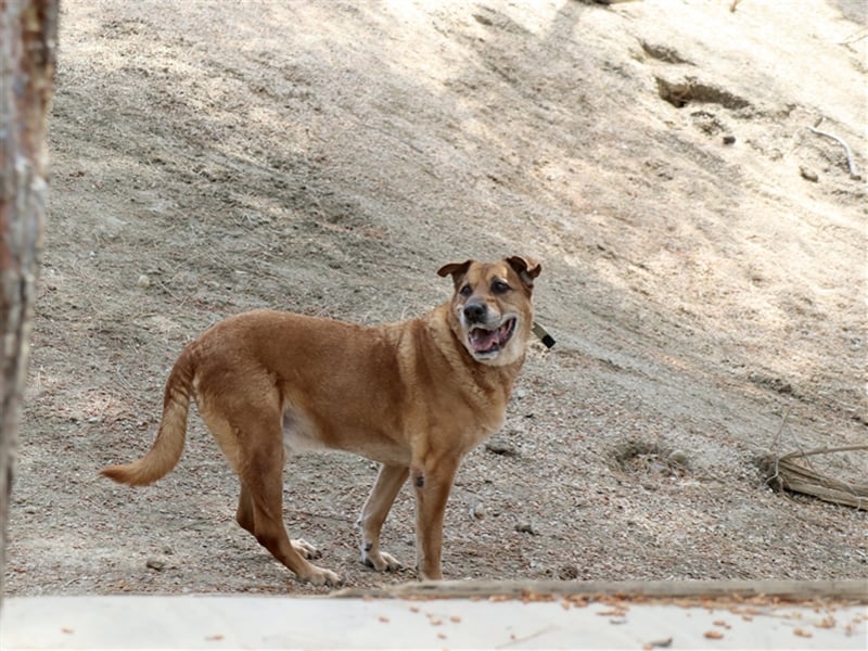 Sanfter und liebevoller Oldie FRANKY sucht ein Zuhause!