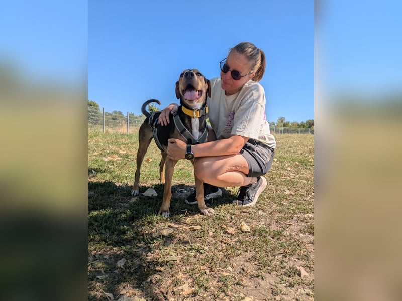 Super liebevoller, menschenbezogener und freundlicher Rüde BUDDY sucht eine Familie!