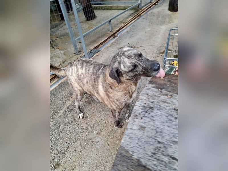 Sanfte große Maus MELINA sucht eine eigene Familie!