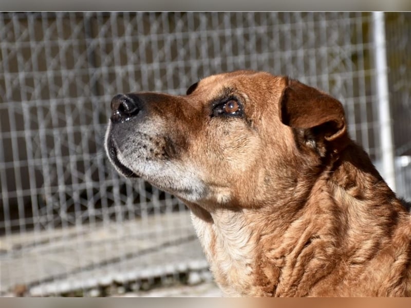 Sanfter und liebevoller Oldie FRANKY sucht ein Zuhause!