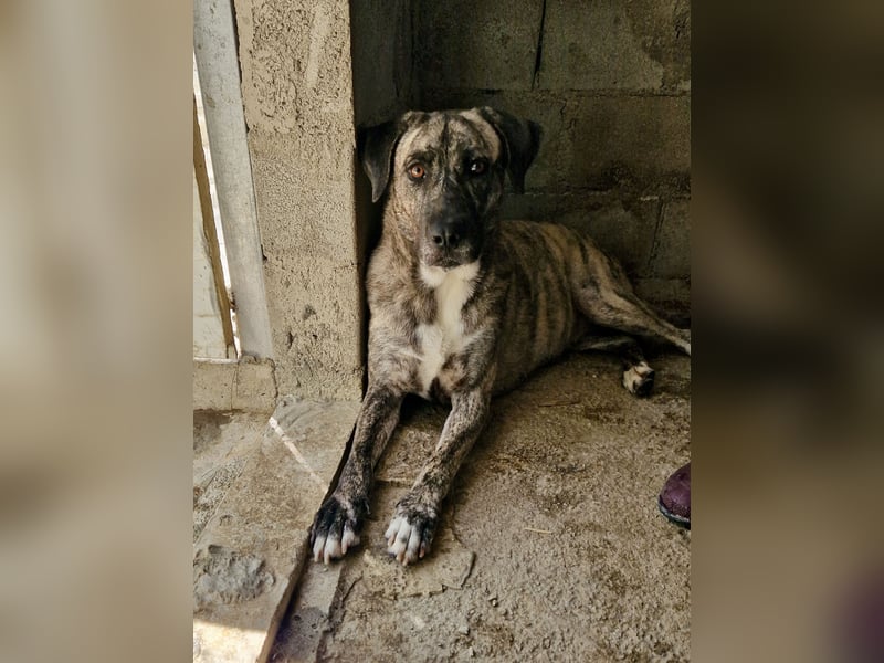 Sanfte große Maus MELINA sucht eine eigene Familie!