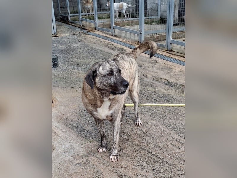 Sanfte große Maus MELINA sucht eine eigene Familie!