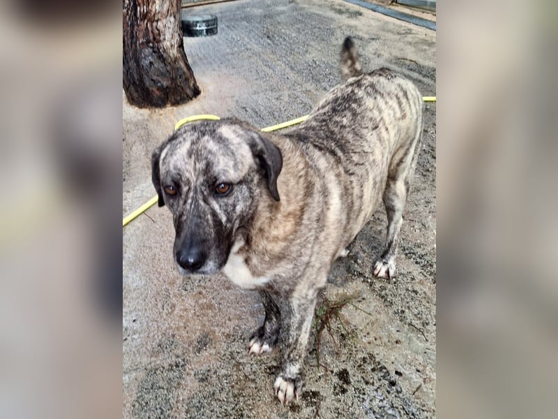 Sanfte große Maus MELINA sucht eine eigene Familie!