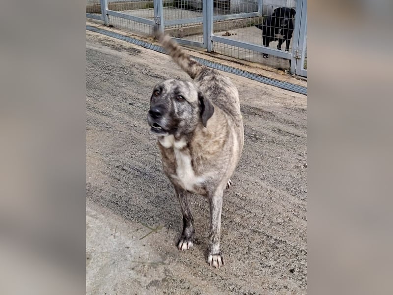 Sanfte große Maus MELINA sucht eine eigene Familie!