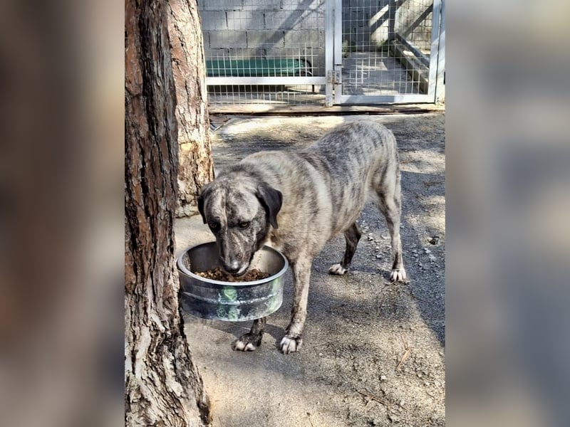 Sanfte große Maus MELINA sucht eine eigene Familie!