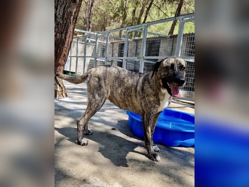 Sanfte große Maus MELINA sucht eine eigene Familie!