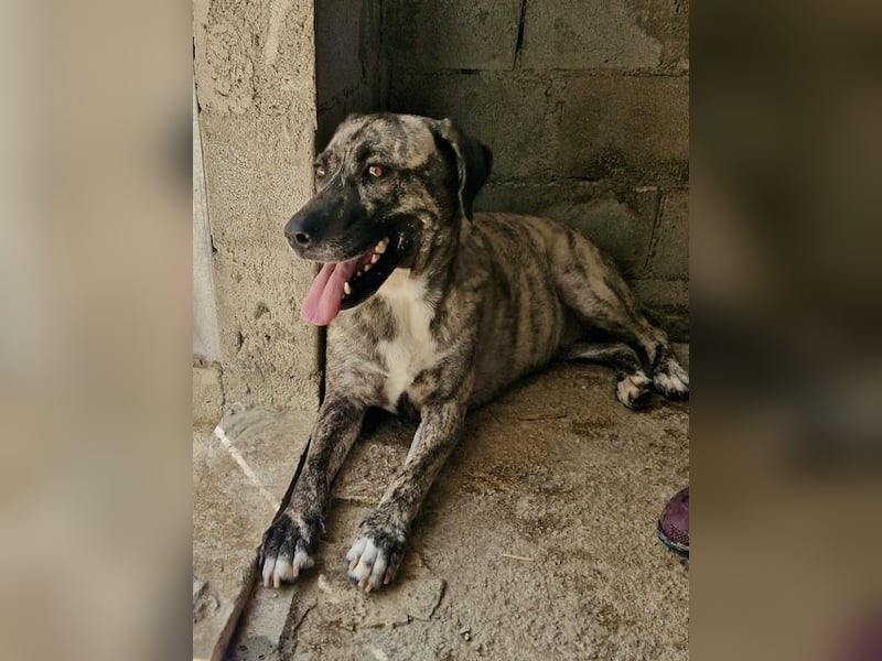 Sanfte große Maus MELINA sucht eine eigene Familie!