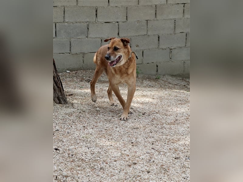 Sanfter und liebevoller Oldie FRANKY sucht ein Zuhause!