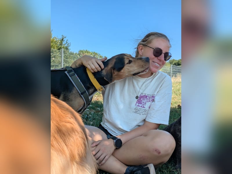 Super liebevoller, menschenbezogener und freundlicher Rüde BUDDY sucht eine Familie!