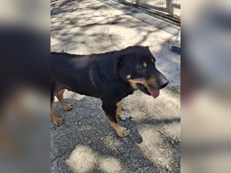 SHARPI sucht endlich eine Familie!