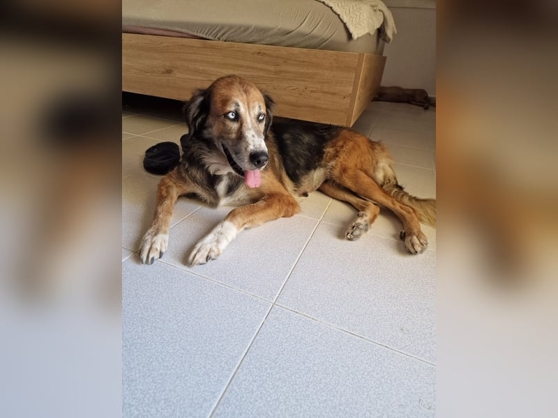 Die wunderhübsche Stella mit den blaunen Augen sucht eine Familie!