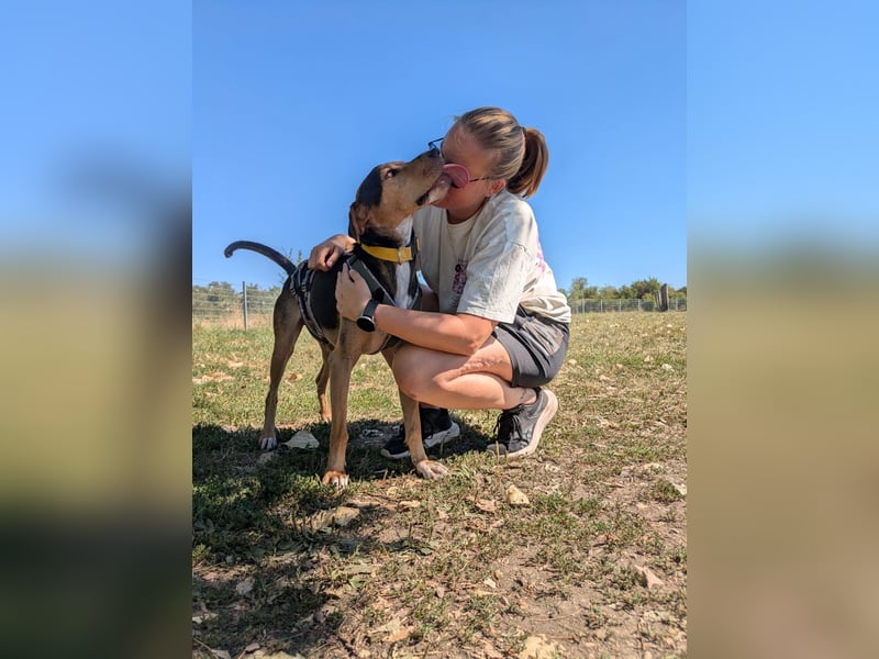 Super liebevoller, menschenbezogener und freundlicher Rüde BUDDY sucht eine Familie!