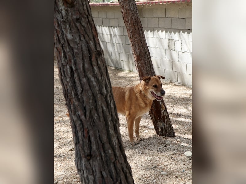 Sanfter und liebevoller Oldie FRANKY sucht ein Zuhause!