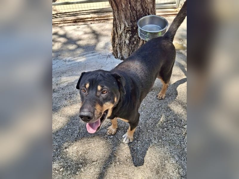 SHARPI sucht endlich eine Familie!