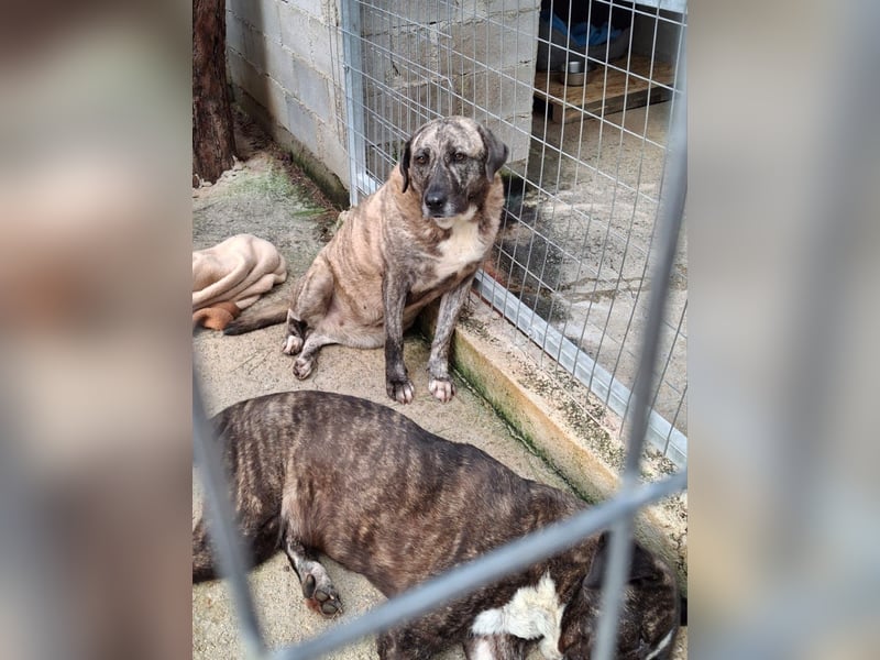 Sanfte große Maus MELINA sucht eine eigene Familie!