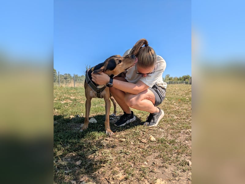 Super liebevoller, menschenbezogener und freundlicher Rüde BUDDY sucht eine Familie!