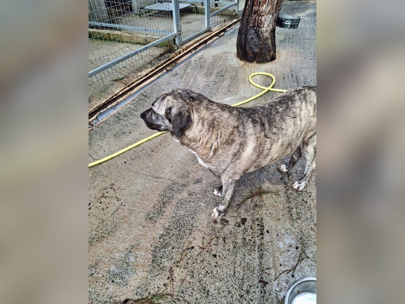 Sanfte große Maus MELINA sucht eine eigene Familie!