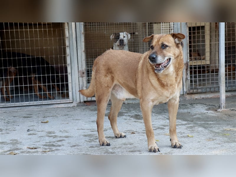 Sanfter und liebevoller Oldie FRANKY sucht ein Zuhause!