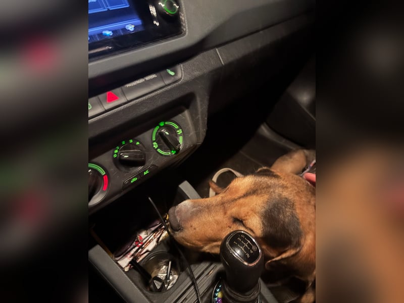 Super liebevoller, menschenbezogener und freundlicher Rüde BUDDY sucht eine Familie!