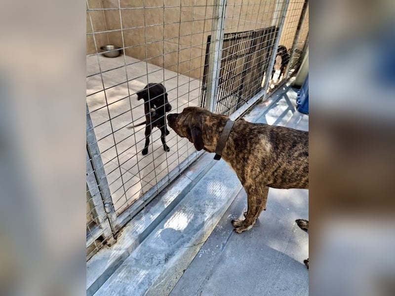 Pepper sucht eine eigene Familie!