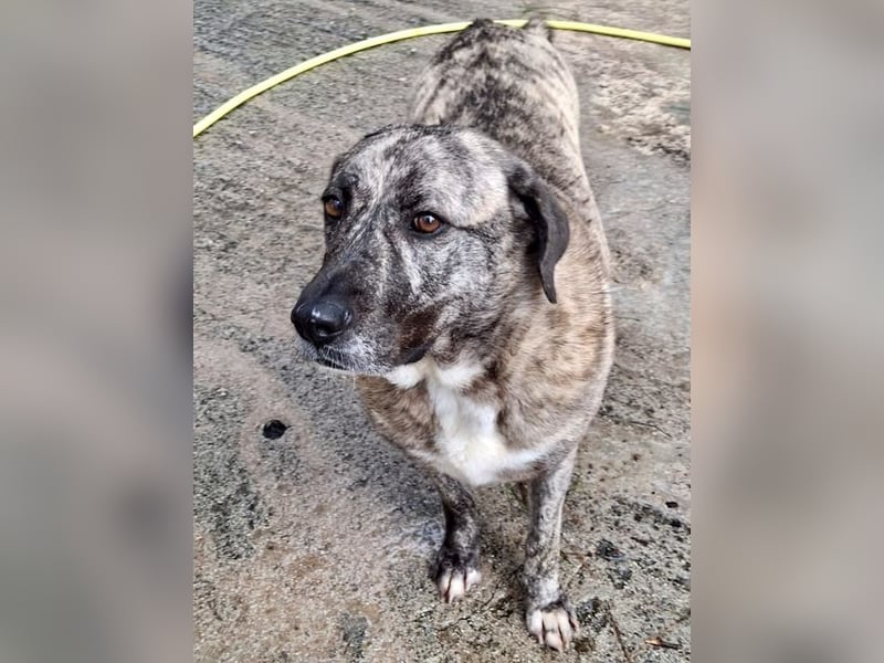 Sanfte große Maus MELINA sucht eine eigene Familie!