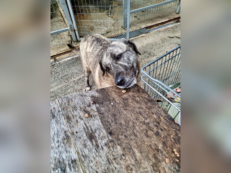 Sanfte große Maus MELINA sucht eine eigene Familie!