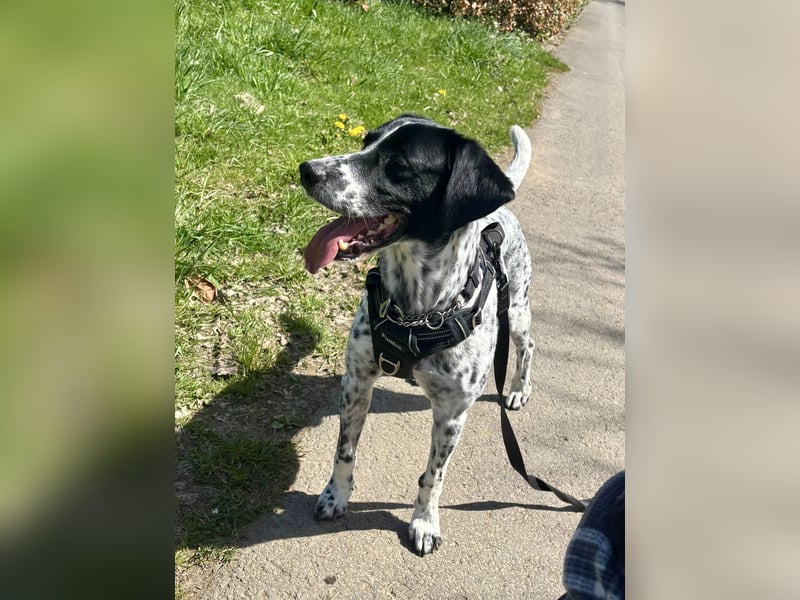 Intelligenter und verschmuster Junghund RAVI (ca. 2,5 Jahre) sucht eine Familie
