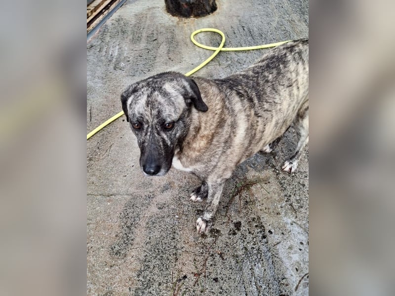 Sanfte große Maus MELINA sucht eine eigene Familie!