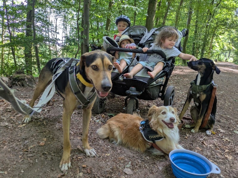Super liebevoller, menschenbezogener und freundlicher Rüde BUDDY sucht eine Familie!