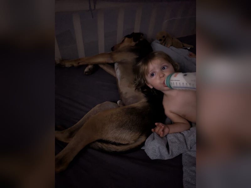 Super liebevoller, menschenbezogener und freundlicher Rüde BUDDY sucht eine Familie!