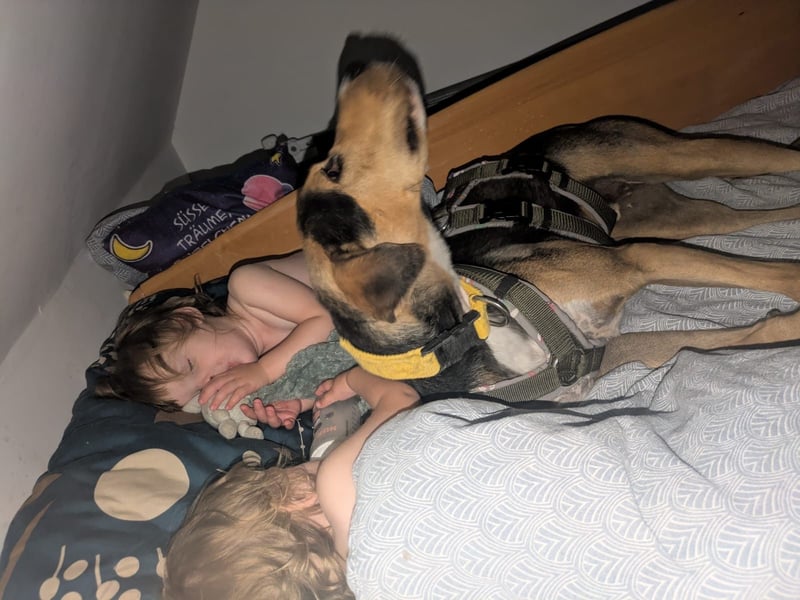Super liebevoller, menschenbezogener und freundlicher Rüde BUDDY sucht eine Familie!