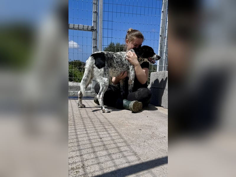 Intelligenter und verschmuster Junghund RAVI (ca. 2,5 Jahre) sucht eine Familie