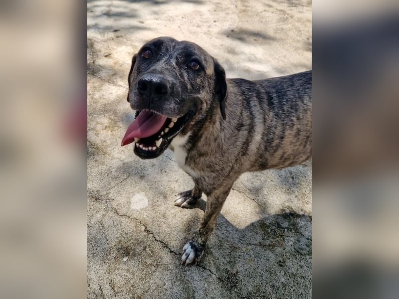 Sanfte große Maus MELINA sucht eine eigene Familie!