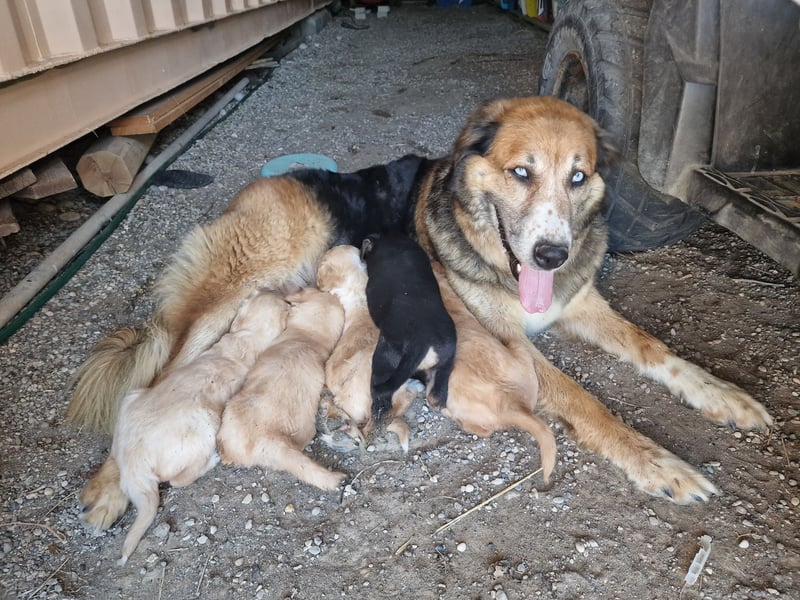 Die wunderhübsche Stella mit den blaunen Augen sucht eine Familie!