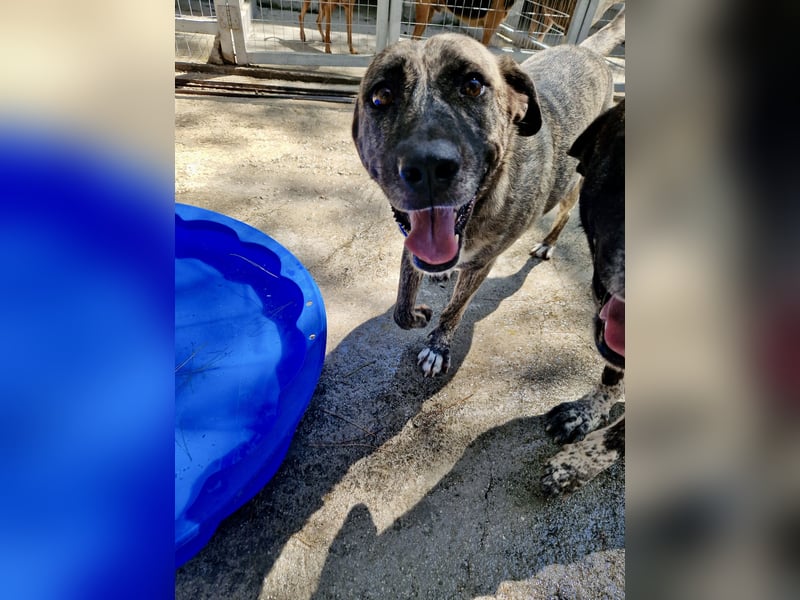 Sanfte große Maus MELINA sucht eine eigene Familie!