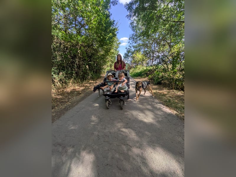 Super liebevoller, menschenbezogener und freundlicher Rüde BUDDY sucht eine Familie!