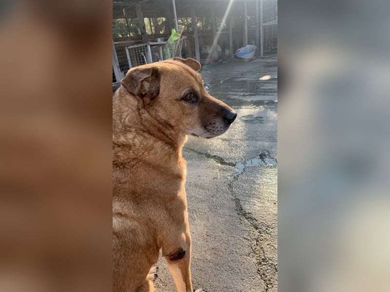 Sanfter und liebevoller Oldie FRANKY sucht ein Zuhause!