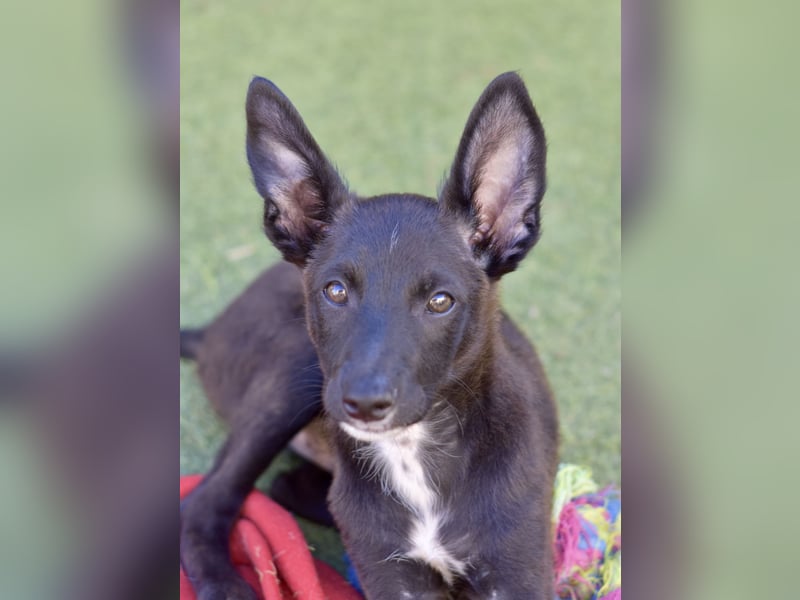 Chico