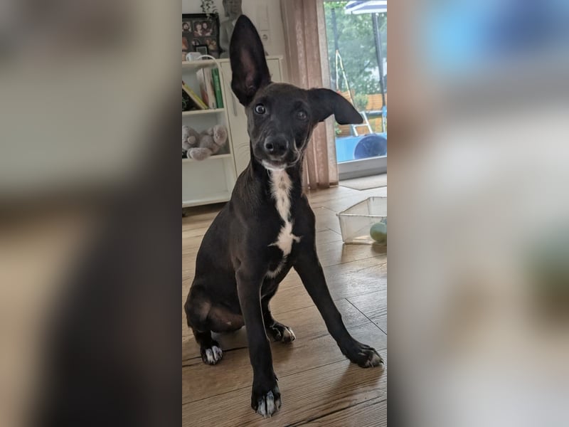 Chico