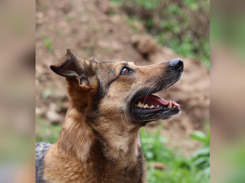 Loki