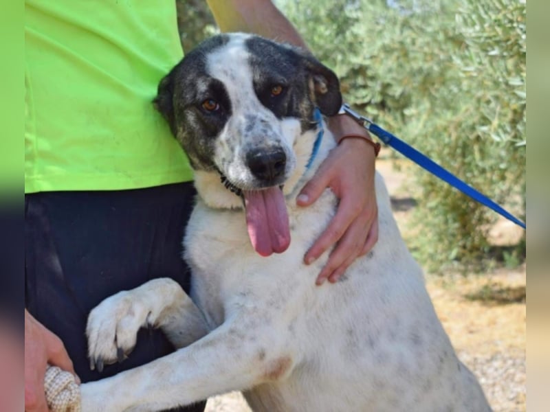 Yoli, Herdenschutz-Mix- Hündin, geb. 2012, herzensgute Hündin