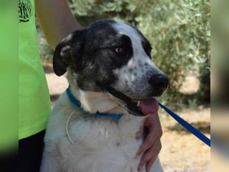 Yoli, Herdenschutz-Mix- Hündin, geb. 2012, herzensgute Hündin