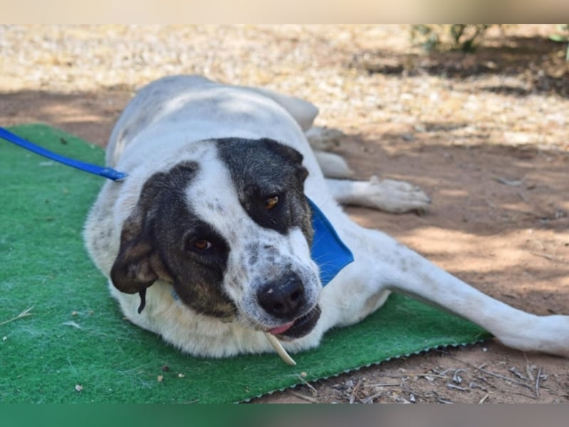 Yoli, Herdenschutz-Mix- Hündin, geb. 2012, herzensgute Hündin