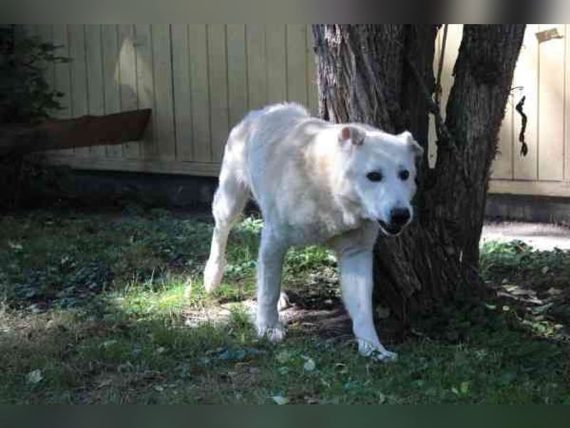 Dagobert, Schäferhundmix, geb. ca. 2014, lieber Senior, schon etwas tüddelig, su. ruhiges Zuhause