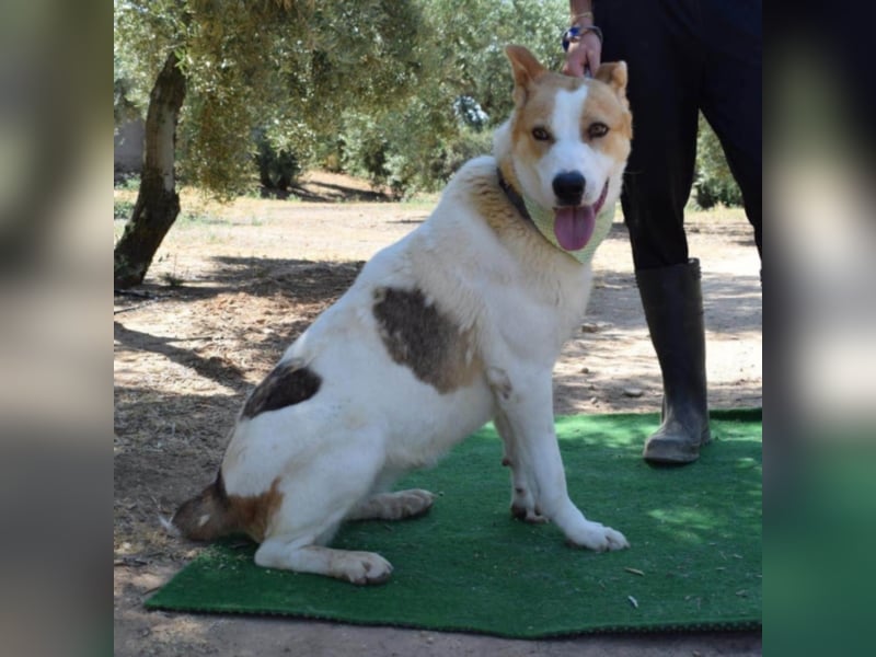 Muneca, liebevolle Mix-Hündin, geb. 2016, sie hofft Tag für Tag auf ihre Chance